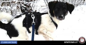 Der Winter kostet Kleinhunde angeblich das Leben!