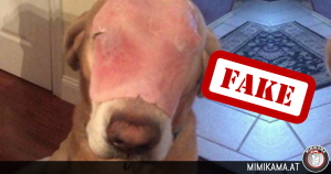 Feitencheck: De hond met het “verbrande” gezicht!