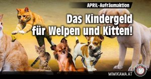 Aufräumaktion: Kein Kindergeld für Welpen und Kitten!