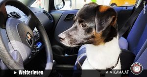 Tierhalter festgenommen: Hund in Hitze-Auto fast verstorben