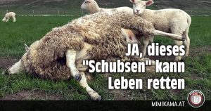 Soll man Schafe “schubsen”?