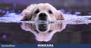Watervergiftiging bij honden – GEEN hoax!