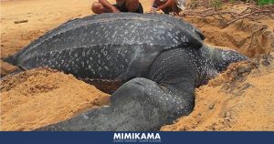 Bestaan er daadwerkelijk zulke grote schildpadden?