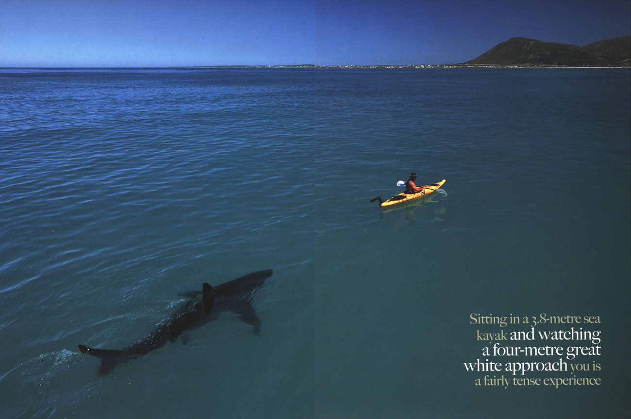 Screenshot White Shark Trust