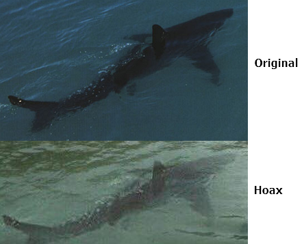 Der Hai im Vergleich