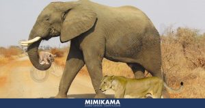 Elefant trägt Löwenjunges – Ein Sensationsfoto?