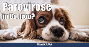 Parvovirose gefährdet Hunde in Bottrop?