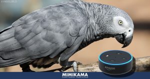 „Alexa, Nüsse!“ – Papagei Rocco bestellt über Amazon Echo