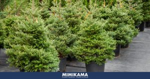 Miet-Weihnachtsbäume: „Mission“ auf dem Holzweg