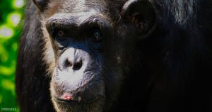 Bonobo Bili aus dem Zoo Wuppertal: Worum geht es?