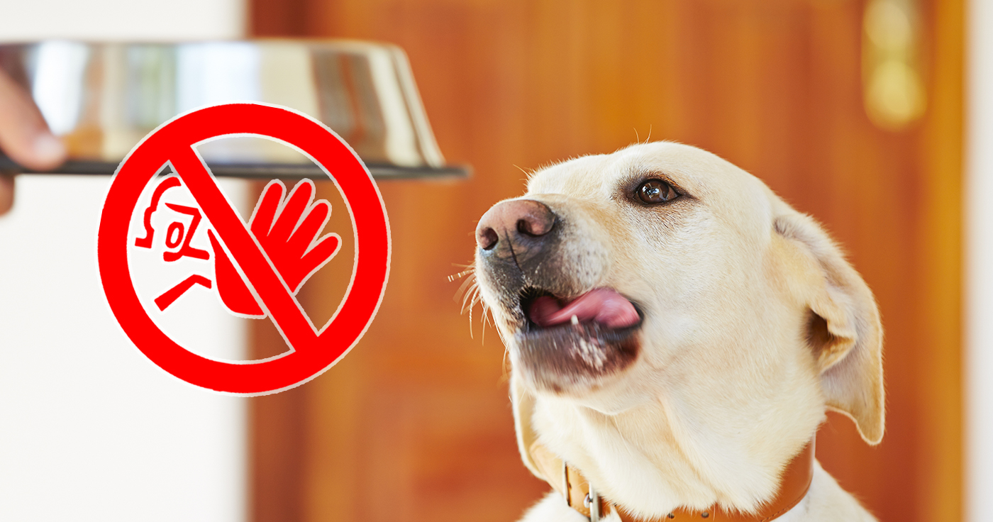 Tierfutterhersteller "Hill's" ruft weltweit Hundefutter zurück / Artikelbild: Jaromir Chalabala - Shutterstock