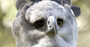 Fact Check: Is This Bird a Harpy Eagle?