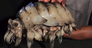 Fake: Das übergroße Krabbeltierchen