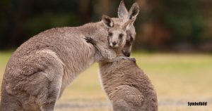 Das gesteinigte Känguru im China-Zoo