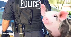 Sichert die ungarische Polizei die Grenzen mit Schweinen?