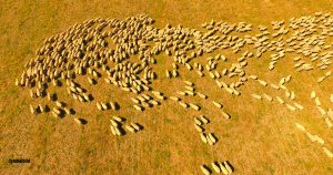 Faktencheck: Schafherde zwängt sich durch ein Tor, doch es gibt gar keine Umzäunung?