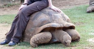 Faktencheck: Setzte sich diese Dame auf eine Schildkröte und erstickte das arme Tier?