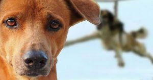 Fact check: Trichane na kuche – the Bulgarian tradition of dog throwing?