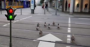 Meanwhile in Germany … wo Enten auf Grün warten.