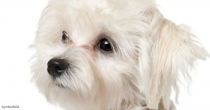 Mann quält Hund – Er muss nun vor Online-Mob geschützt werden
