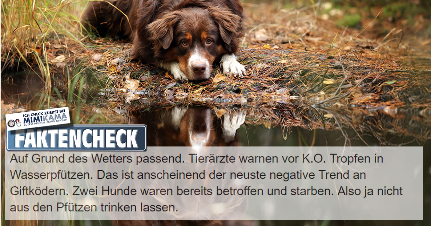 Unerkannte Gefahr? Hund trinkt aus Wasserpfütze. / Artikelbild: Ivanova N - Shutterstock.com