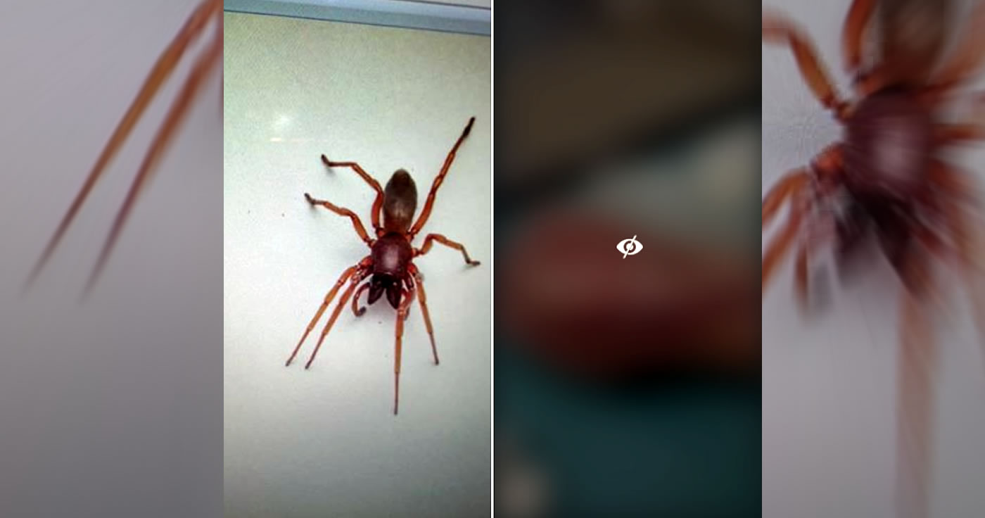 Diese Spinne sorgt für Panik auf Facebook