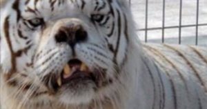 Nein, dieser Tiger hat nicht das Down Syndrom!