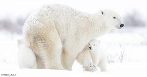 „Ein bewegender Moment“ – Das Foto dieser Eisbären ist KEIN Fake!