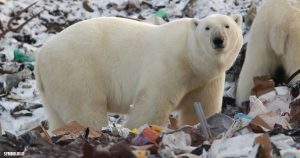Kein Fake: Eisbären wühlen im Abfall