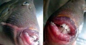 Der Fisch mit Kussmund und Zähnen