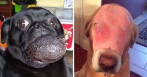 Dieser Hund hat Essen im Gesicht! Spendet alle!