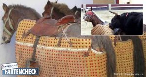 Werden alte „nutzlose“ Pferde bei Stierkämpfen getötet?