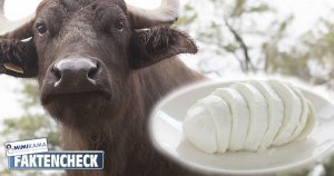 Faktencheck: Werden Büffelkäber „entsorgt“, da die Milch der Mütter zur Produktion von Büffel-Mozarella benötigt wird?