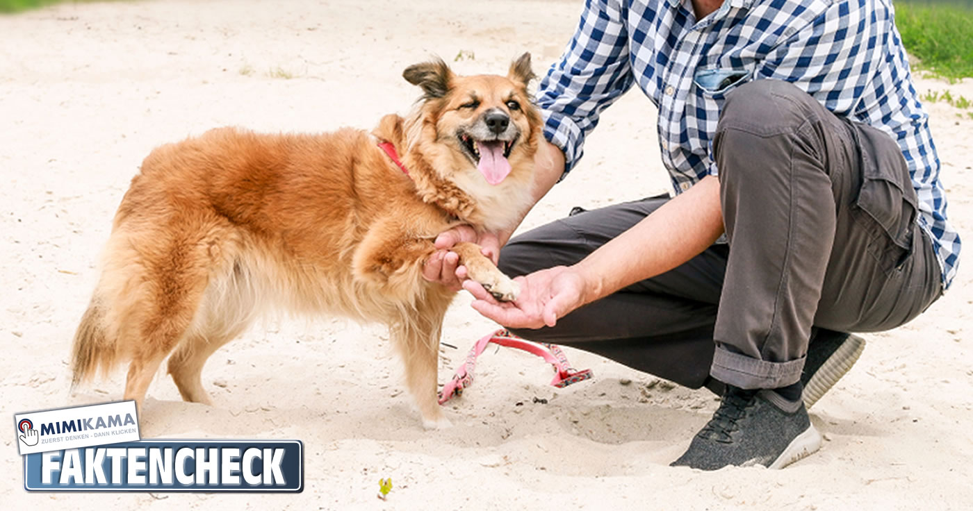 Sommertippsammlung für Hundehalter Artikelbild: Shutterstock / Agnes Kantaruk