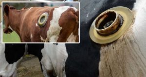 Kühe mit einem Loch im Bauch – Medien füttern das Sommerloch