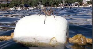 Riesen-Spinne versetzt Urlauber in Panik
