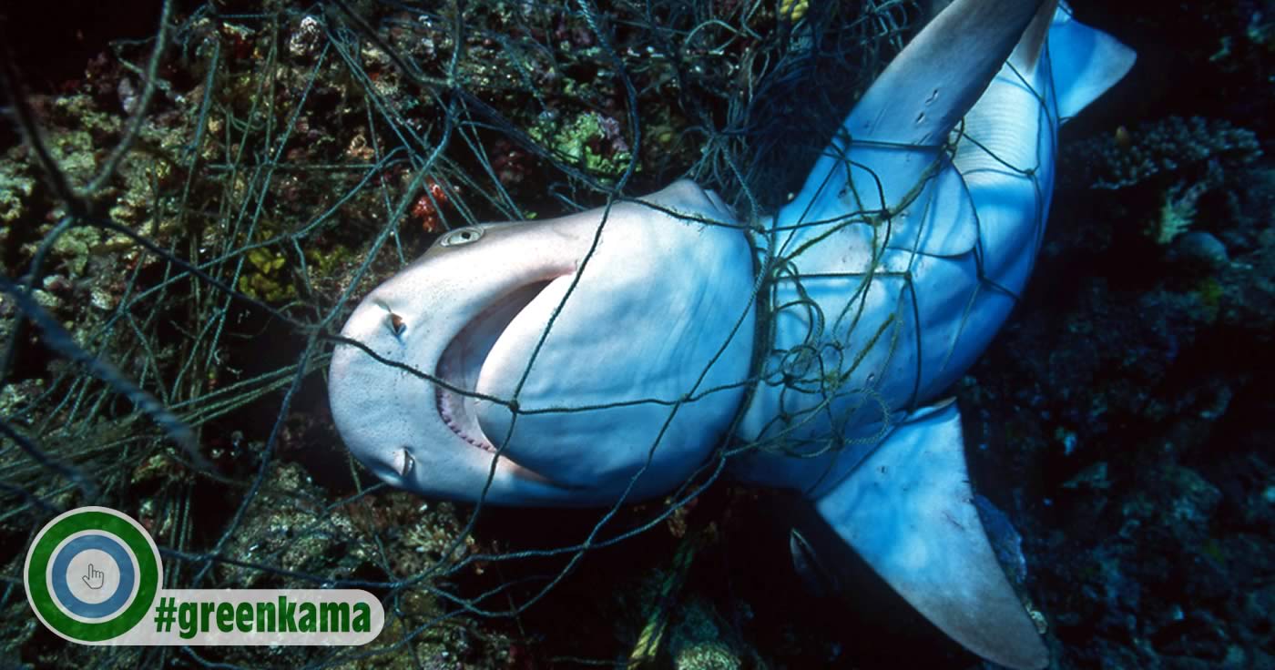 Mittelmeer ist gefährlichster Ort für Haie!