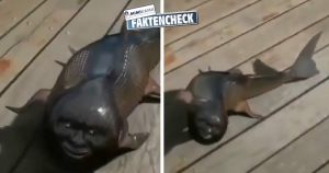 Wurde ein Fisch mit menschlichem Gesicht in Japan gefangen?
