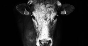 Faktencheck: Kaiserschnitt bei einer stehenden Kuh