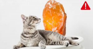 Salzlampen – Eine tödliche Gefahr für Katzen!