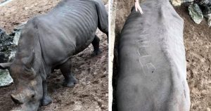 Zoo-Besucher „ritzen“ Namen in den Rücken eines Nashorns?