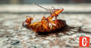 Schaben und Kakerlaken in der Wohnung: Das hilft
