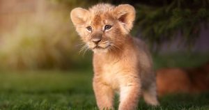 Faktencheck: Zoo tötet neun Löwenjunge