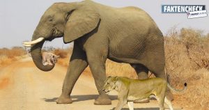 Elefant trägt Löwenjunges – Kein „Jahrhundertfoto“
