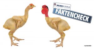 Federlose Hühner: Der Faktencheck
