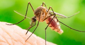 Genmanipulierte Mücken in Brasilien