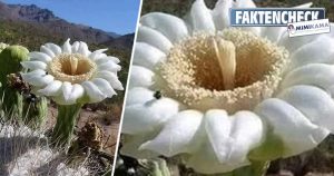Fact check: The MahaMeru only blooms every 400 years