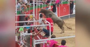 Kein Fake: Stier springt in spanischer Arena in Zuschauermenge