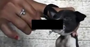 Frau foltert Welpen: Video auf Facebook und WhatsApp unterwegs
