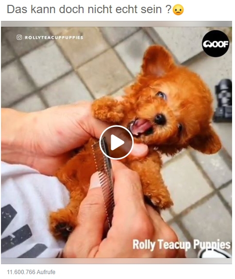 Ein Teacup Dog ist noch kleiner als eine Toy-Züchtung. / Screenshot by mimikama.org